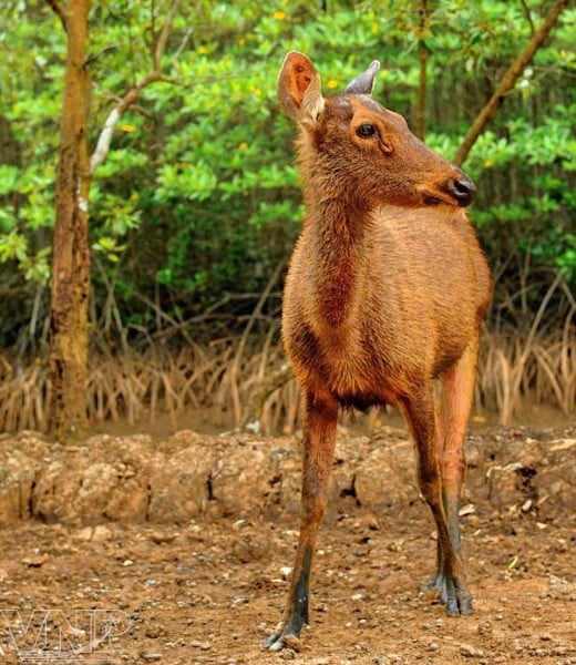 Ngắm nhiều loại động vật hoang dã