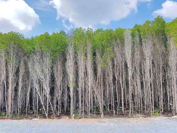 Khu du lịch sinh thái Vàm Sát Cần Giờ