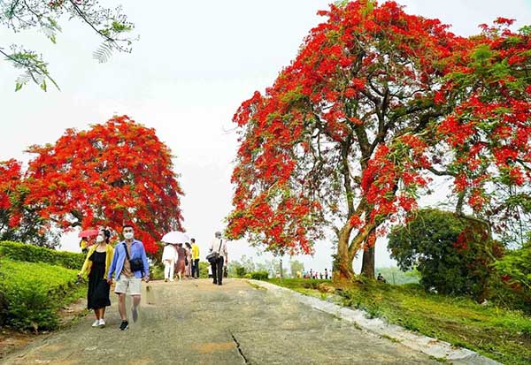 Tham quan đồi hoa Phượng Đỏ