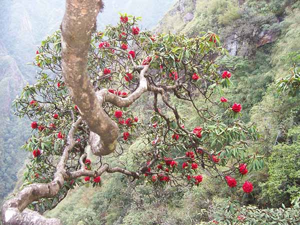 Khu du lịch vườn quốc gia Hoàng Liên