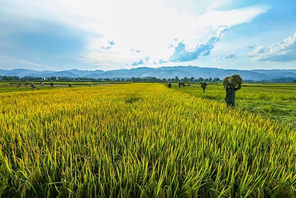 Du lịch cánh đồng Mường Lò