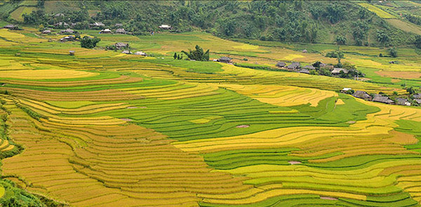 Cánh đồng lúa Mường Lò mờ ảo trong làn sương sớm