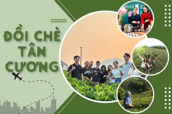 Đồi chè Tân Cương