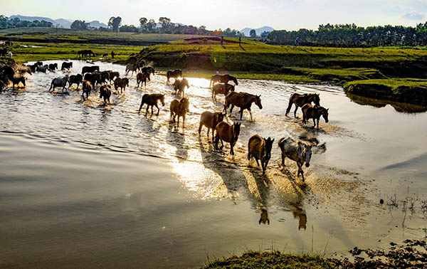 Du lịch Trại Ngựa Bá Vân